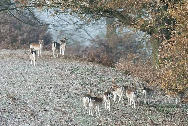 Fallow Deer (Dama dama) does, herd standing on frost covered ground, Kent, England, october