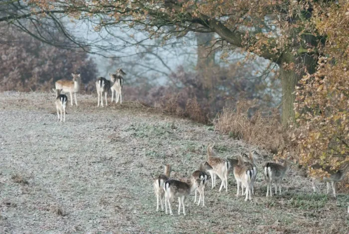 Framed Print : Fallow Deer (Dama dama) does, herd standing on frost covered ground, Kent, England, october