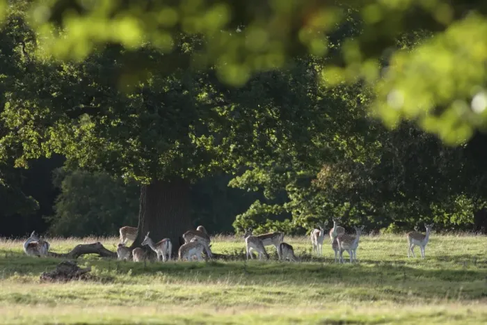 Framed Print : Fallow Deer (Dama dama) does and immature buck, herd standing under tree, Studley Royal Deer Park, Studley Roger Framed Print : Fallow Deer (Dama dama) does and immature buck, herd standing under tree, Studley Royal Deer Park, Studley Roger