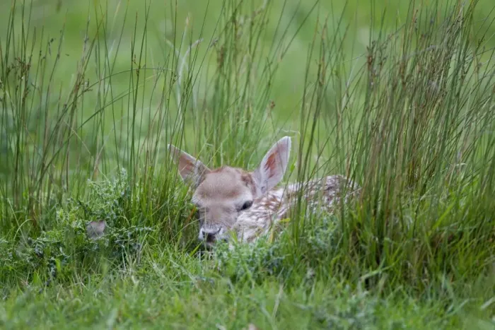 Framed Print : Fallow Deer (Dama dama) fawn, hiding in grass, Helmingham Hall Deer Park, Suffolk, England, june Framed Print : Fallow Deer (Dama dama) fawn, hiding in grass, Helmingham Hall Deer Park, Suffolk, England, june