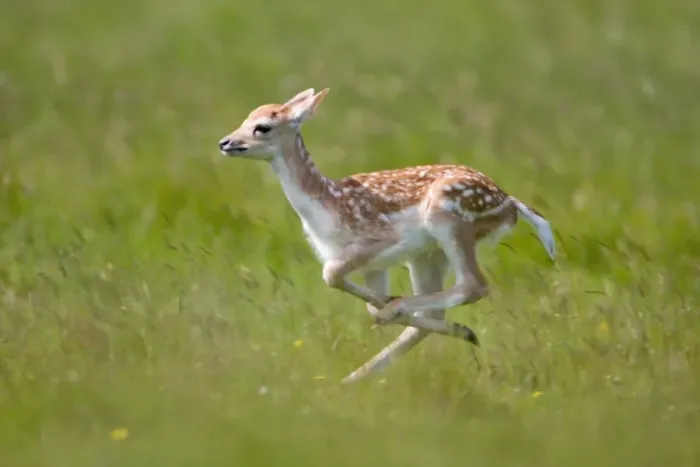 Framed Print : Fallow Deer (Dama dama) fawn, running, Suffolk, England, june Framed Print : Fallow Deer (Dama dama) fawn, running, Suffolk, England, june