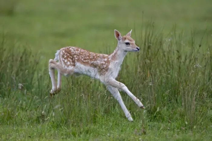 Framed Print : Fallow Deer (Dama dama) fawn, running, Helmingham Hall Deer Park, Suffolk, England, june