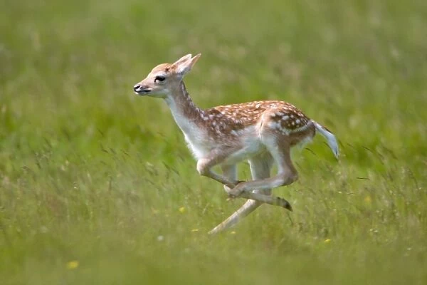 Fallow Deer (Dama dama) fawn, running, Suffolk, England, june