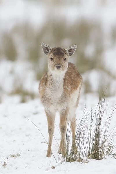 Fallow Deer (Dama dama) fawn, standing on snow covered grassland, Suffolk, England, January