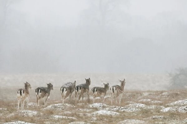 Fallow Deer (Dama dama) fawns, group walking on snow covered field during snowfall, Kent, England, January