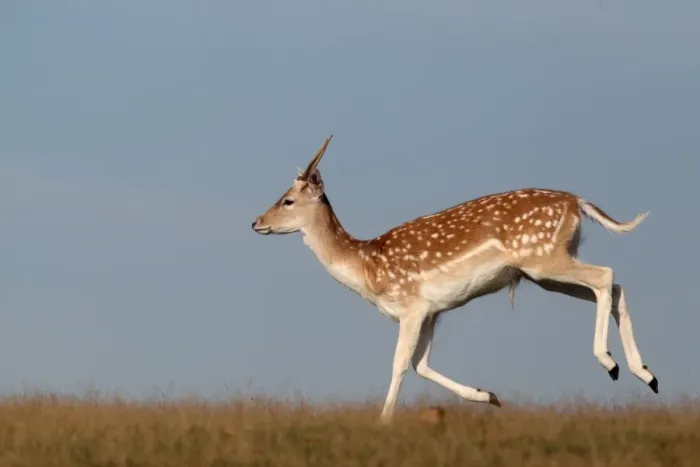Framed Print : Fallow Deer (Dama dama) immature buck, running on grass, Kent, England, september Framed Print : Fallow Deer (Dama dama) immature buck, running on grass, Kent, England, september