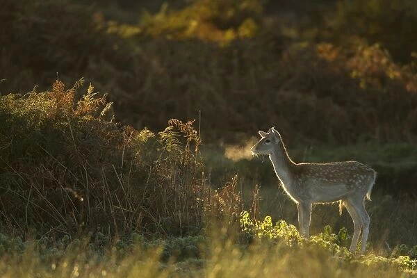 Fallow Deer (Dama dama) juvenile buck, breath condensing in cold air at dawn, during rutting season, Leicestershire