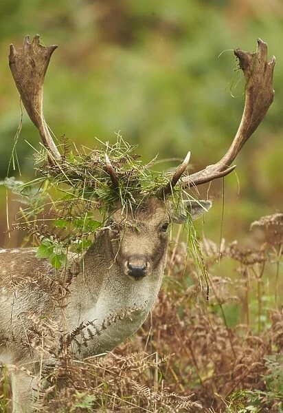 Fallow Deer (Dama dama) mature buck, close-up of head, with antlers covered in bracken