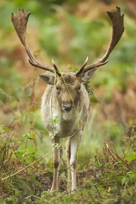 Framed Print : Fallow Deer (Dama dama) mature buck, with antlers covered in bracken and nettles for display during rut Framed Print : Fallow Deer (Dama dama) mature buck, with antlers covered in bracken and nettles for display during rut