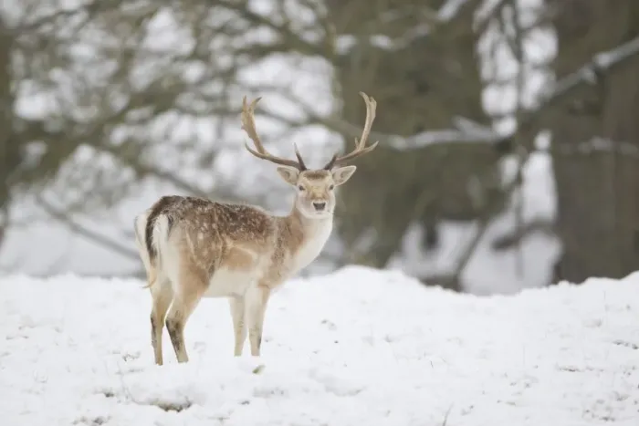 Framed Print : Fallow Deer (Dama dama) mature buck, standing on snow covered woodland edge, Suffolk, England, January Framed Print : Fallow Deer (Dama dama) mature buck, standing on snow covered woodland edge, Suffolk, England, January
