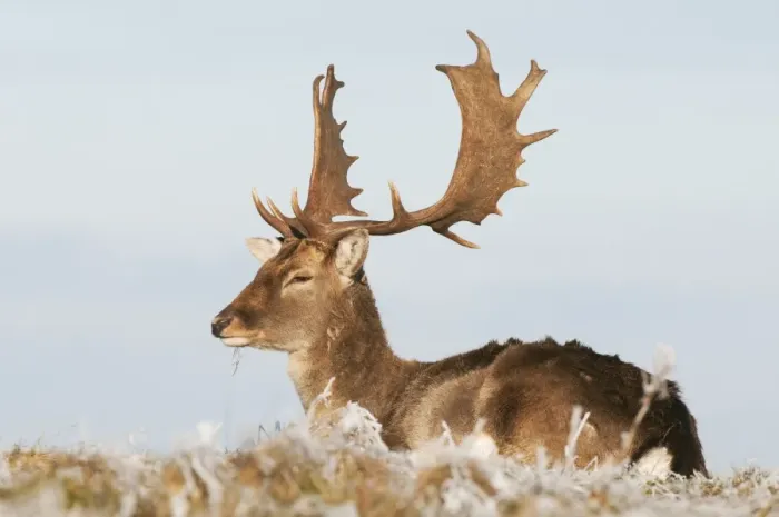 Framed Print : Fallow Deer (Dama dama) mature buck, resting on frosty grass, Kent, England, January Framed Print : Fallow Deer (Dama dama) mature buck, resting on frosty grass, Kent, England, January