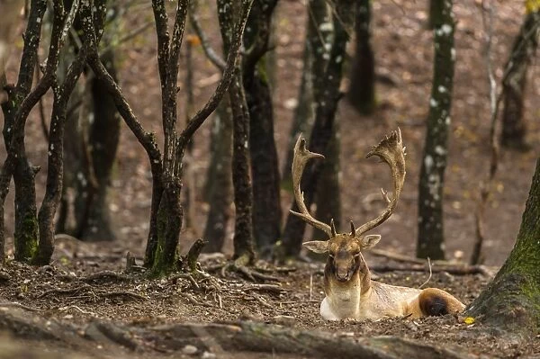 Fallow Deer (Dama dama) mature buck, resting in deciduous forest, Antola Regional Park, Genova Province, Liguria