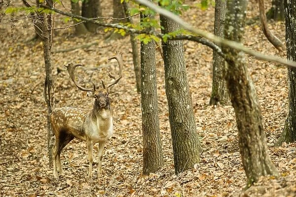 Fallow Deer (Dama dama) mature buck, standing in deciduous forest, Antola Regional Park, Genova Province, Liguria