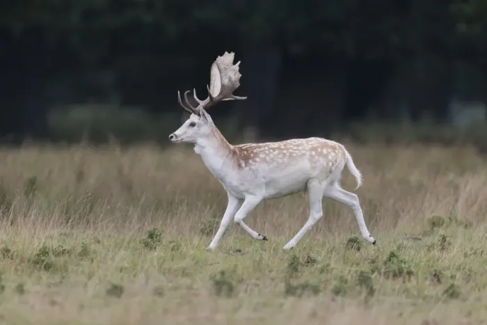 Framed Print : Fallow Deer (Dama dama) mature buck, running in grassland, Suffolk, England, September Framed Print : Fallow Deer (Dama dama) mature buck, running in grassland, Suffolk, England, September