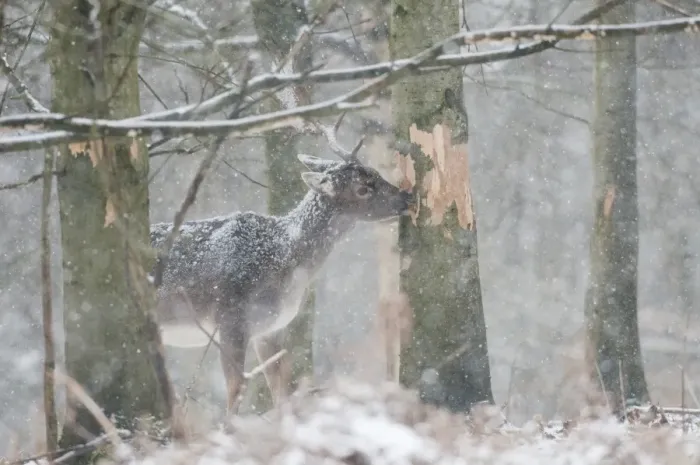 Framed Print : Fallow Deer (Dama dama) mature buck, feeding, stripping tree bark in snow covered woodland during snowfall, Kent Framed Print : Fallow Deer (Dama dama) mature buck, feeding, stripping tree bark in snow covered woodland during snowfall, Kent