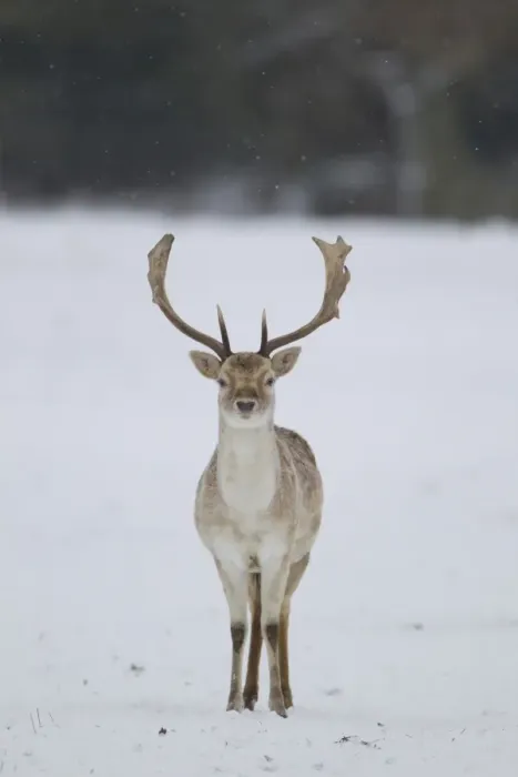 Framed Print : Fallow Deer (Dama dama) mature buck, standing on snow covered woodland edge, Suffolk, England, January Framed Print : Fallow Deer (Dama dama) mature buck, standing on snow covered woodland edge, Suffolk, England, January