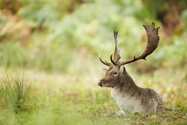Fallow Deer (Dama dama) mature buck, resting during rut, Leicestershire, England, October