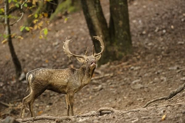 Fallow Deer (Dama dama) mature buck, roaring, standing in deciduous forest, Antola Regional Park, Genova Province