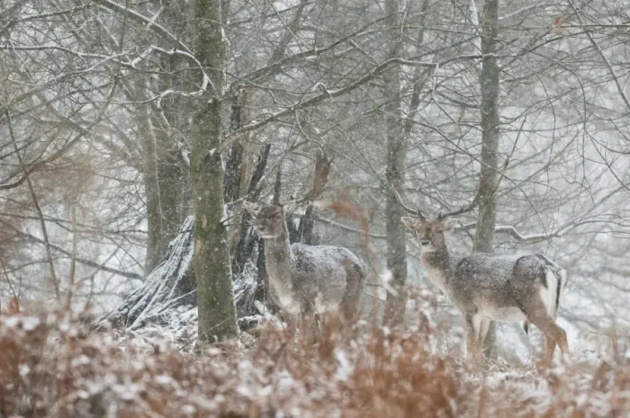 Framed Print : Fallow Deer (Dama dama) two mature bucks, standing in snow covered woodland during snowfall, Kent, England, January Framed Print : Fallow Deer (Dama dama) two mature bucks, standing in snow covered woodland during snowfall, Kent, England, January