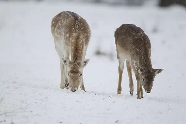 Fallow Deer (Dama dama) mature doe and fawn, feeding on snow covered grassland, Suffolk, England, January