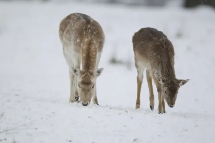 Framed Print : Fallow Deer (Dama dama) mature doe and fawn, feeding on snow covered grassland, Suffolk, England, January Framed Print : Fallow Deer (Dama dama) mature doe and fawn, feeding on snow covered grassland, Suffolk, England, January