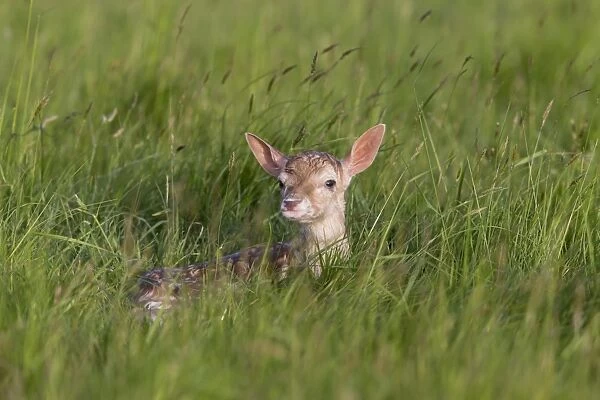Fallow Deer (Dama dama) newborn fawn, resting in grass field, Suffolk, England, June