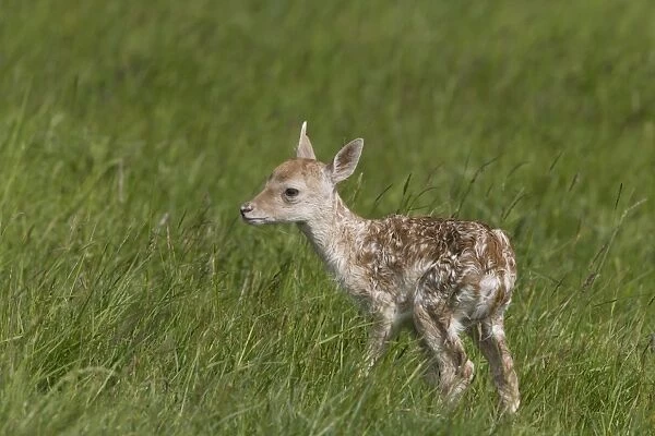 Fallow Deer (Dama dama) newborn fawn, standing in grass field, Suffolk, England, June