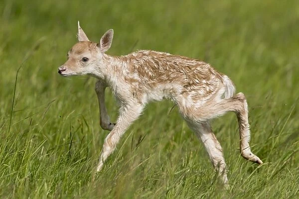 Fallow Deer (Dama dama) newborn fawn, unsteady on feet when standing for first time, Suffolk, England, June