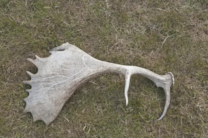Framed Print : Fallow Deer (Dama dama) shed antler, Norfolk, England, July Framed Print : Fallow Deer (Dama dama) shed antler, Norfolk, England, July