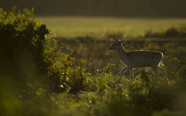 Fallow Deer (Dama dama) young buck, walking amongst bracken, backlit at dawn, during rutting season, Leicestershire