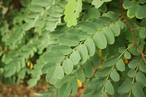 False Acacia (Robinia pseudoacacia) introduced species, close-up of leaves, growing in hedgerow, Mendlesham, Suffolk