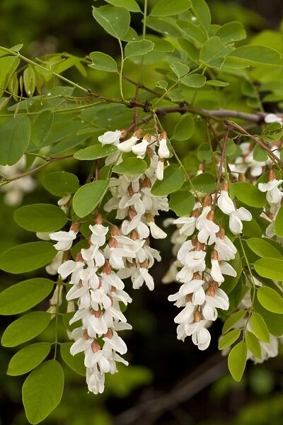False Acacia (Robinia pseudoacacia) introduced naturalised species, close-up of flowers and leaves, Italy, april