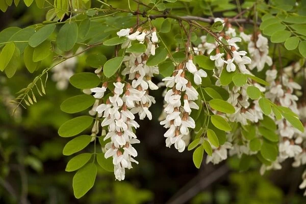 False Acacia (Robinia pseudoacacia) introduced naturalised species, close-up of flowers and leaves, Italy, april