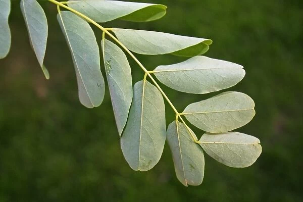 False Acacia (Robinia pseudoacacia) introduced species, close-up of leaves underside, growing in hedgerow, Mendlesham