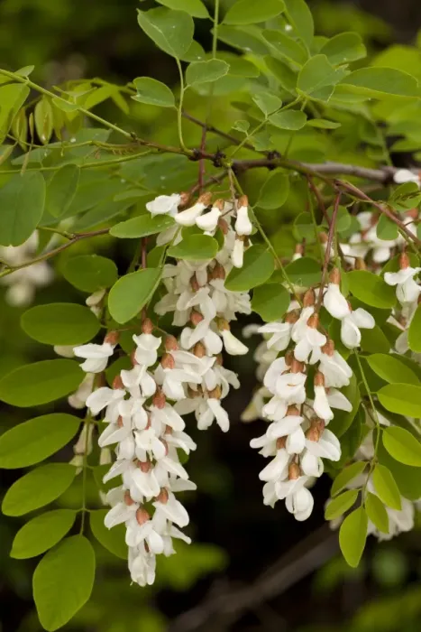 Framed Print : False Acacia (Robinia pseudoacacia) introduced naturalised species, close-up of flowers and leaves, Italy, april