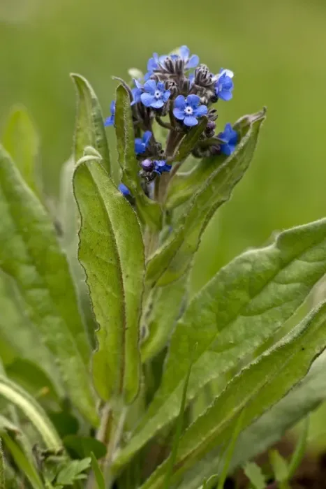 Framed Print : False Alkanet (Anchusa barrelieri) flowering, Abruzzo N. P. Apennines, Italy, May Framed Print : False Alkanet (Anchusa barrelieri) flowering, Abruzzo N. P. Apennines, Italy, May