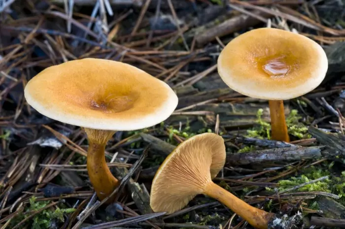 Framed Print : False Chanterelle (Hygrophoropsis aurantiaca) fruiting bodies, growing amongst fallen pine needles, Brede High Woods