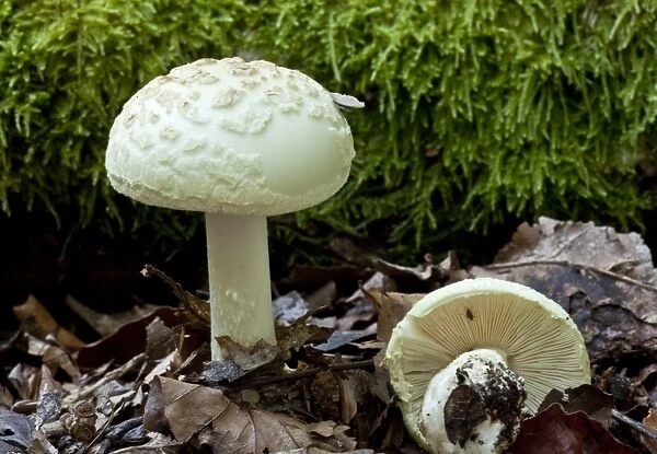 False Death-cap (Amanita citrina) fruiting bodies, growing in old woodland, New Forest, Hampshire, England, september