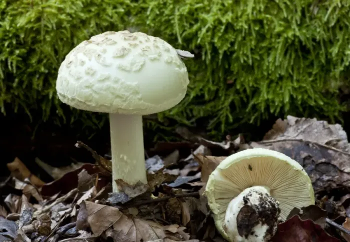 Framed Print : False Death-cap (Amanita citrina) fruiting bodies, growing in old woodland, New Forest, Hampshire, England, september Framed Print : False Death-cap (Amanita citrina) fruiting bodies, growing in old woodland, New Forest, Hampshire, England, september