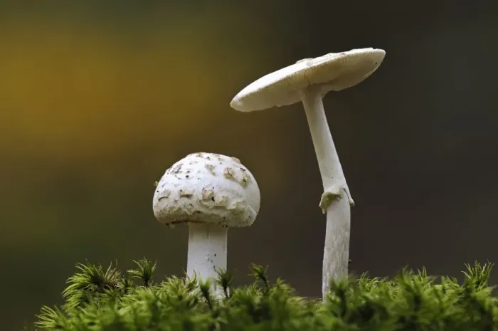 Framed Print : False Death-cap (Amanita citrina) two fruiting bodies, growing amongst moss, Clumber Park, Nottinghamshire, England Framed Print : False Death-cap (Amanita citrina) two fruiting bodies, growing amongst moss, Clumber Park, Nottinghamshire, England