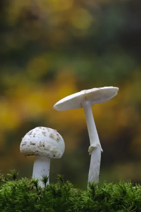 Framed Print : False Death-cap (Amanita citrina) two fruiting bodies, growing amongst moss, Clumber Park, Nottinghamshire, England Framed Print : False Death-cap (Amanita citrina) two fruiting bodies, growing amongst moss, Clumber Park, Nottinghamshire, England