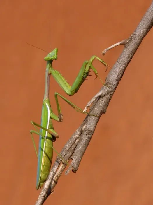 Framed Print : False Garden Mantis (Pseudomantis albofimbriata) adult female, standing on stick, Western Australia, Australia Framed Print : False Garden Mantis (Pseudomantis albofimbriata) adult female, standing on stick, Western Australia, Australia