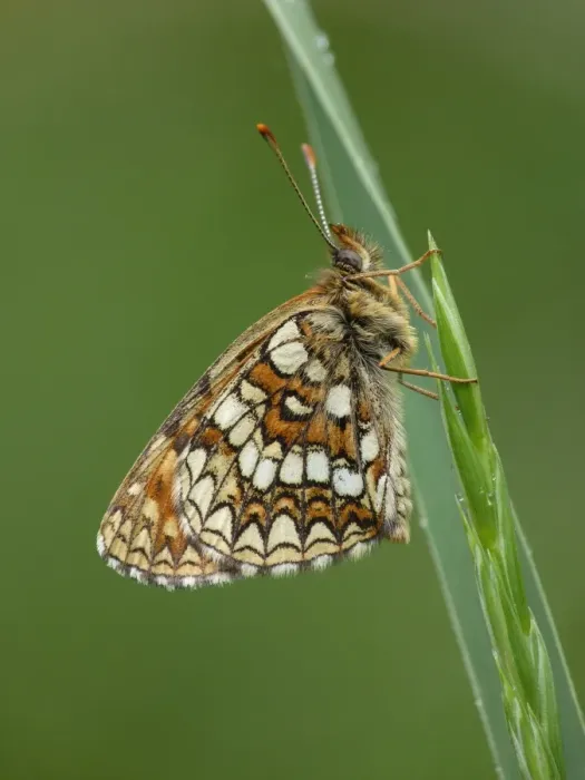 Framed Print : False Heath Fritillary (Melitaea diamina) adult, resting on grass, Simplon Pass, Swiss Alps, Switzerland, july Framed Print : False Heath Fritillary (Melitaea diamina) adult, resting on grass, Simplon Pass, Swiss Alps, Switzerland, july