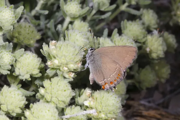 Framed Print : False Ilex Hairstreak (Satyrium esculi) adult, feeding on Felty Germander (Teucrium polium) flowers