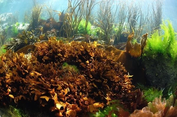 False Irish Moss (Mastocarpus stellatus) in underwater habitat, Pondfield Cove, Isle of Purbeck, Dorset, England, July
