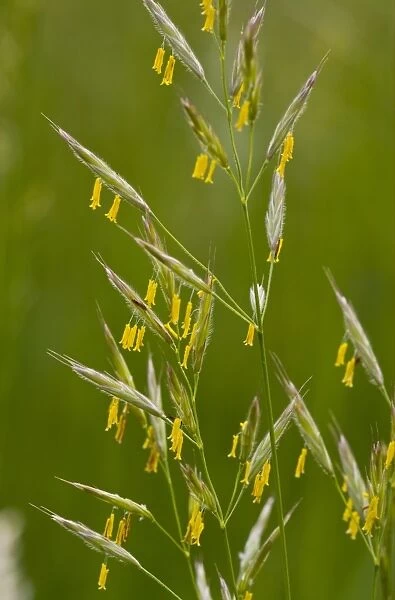 False Oat-grass (Arrhenatherum elatius) flowering, with yellow stamens, Slovenia, june