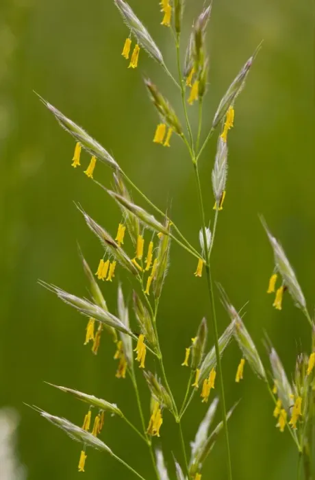 Framed Print : False Oat-grass (Arrhenatherum elatius) flowering, with yellow stamens, Slovenia, june