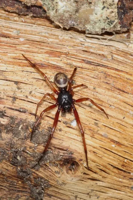Framed Print : False Widow Spider (Steatoda nobilis) introduced species, adult, on log pile, Poole, Dorset, England, September Framed Print : False Widow Spider (Steatoda nobilis) introduced species, adult, on log pile, Poole, Dorset, England, September