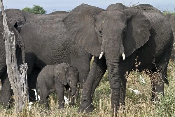 Family goup of African Elephants with Cattle Egrets looking for insects to feed