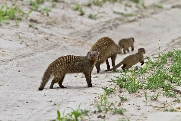 Family party of Banded Mongeese